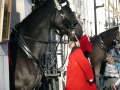 Leibwächter vor dem Horse Guards